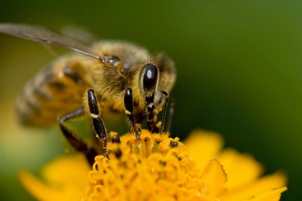 Australian Honey, Our Bees Hampson Honey