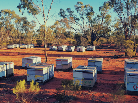 Australian Bulk Honey Options, Hampson Honey