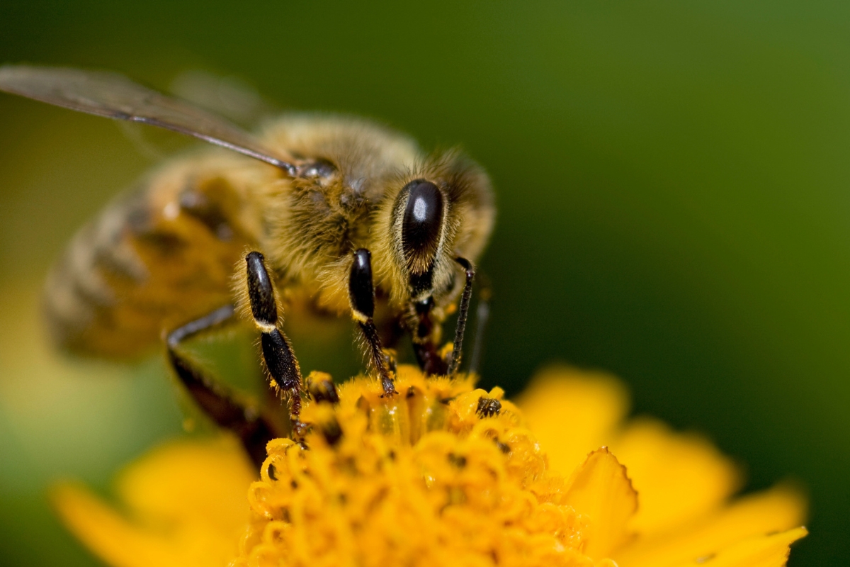 Bees are Crucial to Our World: Here’s How We Can Help Them • Hampson Honey