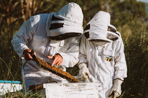 Australian Honey, Our Bees Hampson Honey