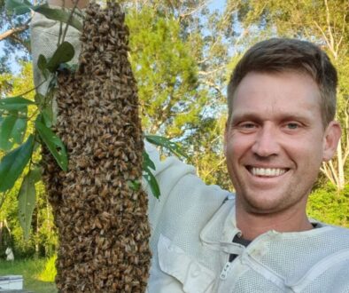 Hampson Honey bee swarm removal service